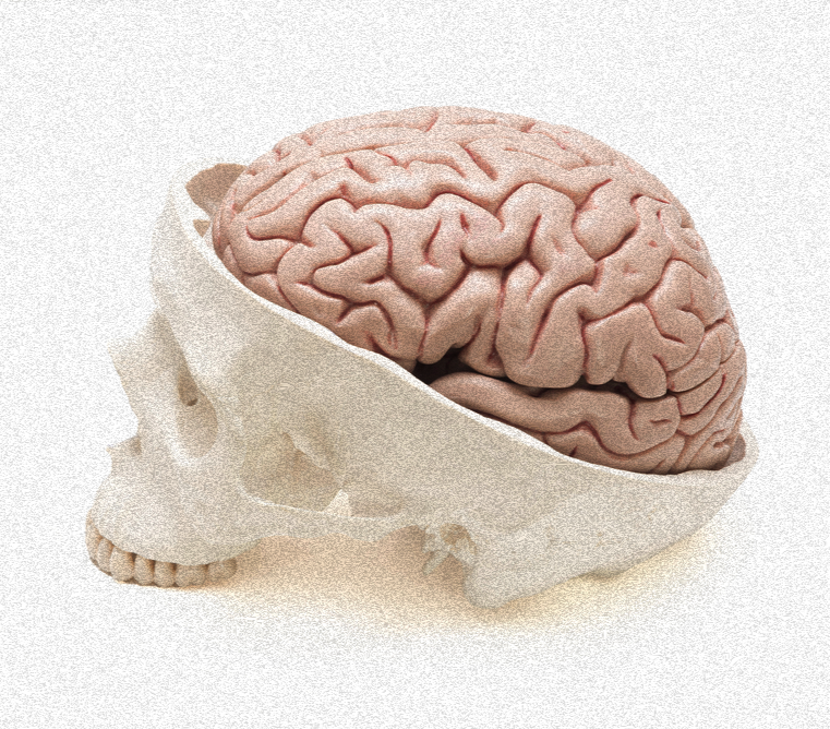 A realistic depiction of a human brain resting inside a hollowed-out skull, representing Candle Face Victim 42: The Crown of Bone from Candle Face Chronicles.